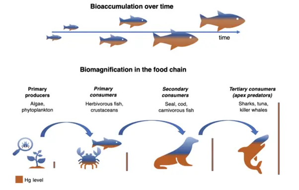 mercury pollution on fisheries and livelihoods
