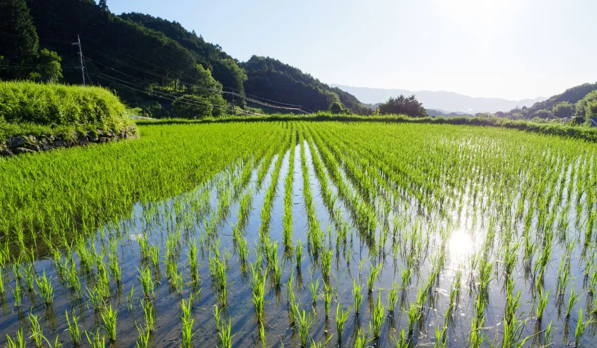 Rice paddies