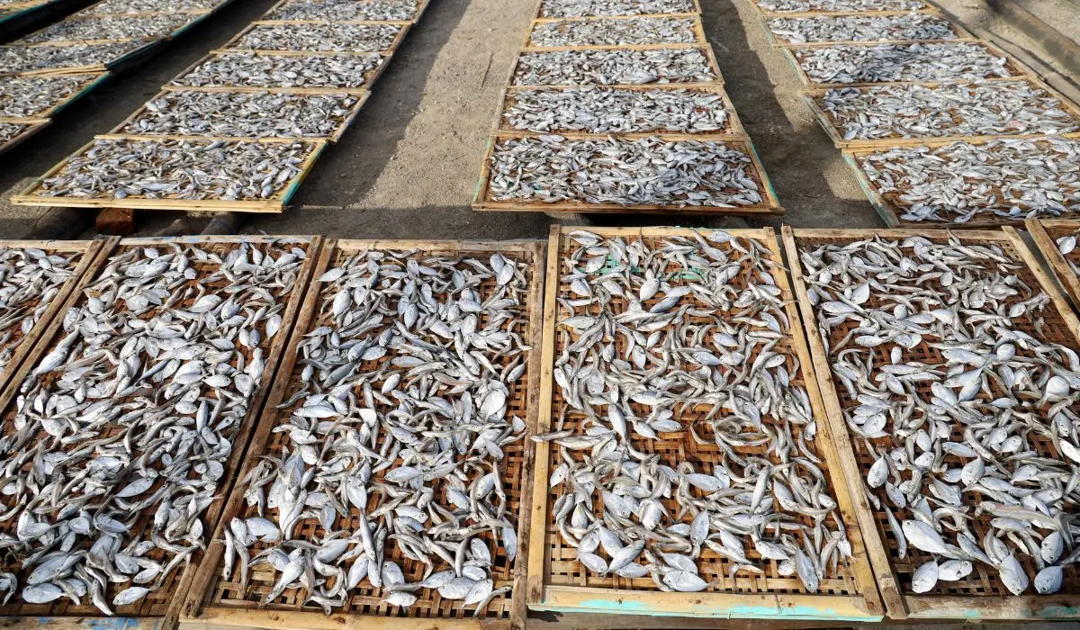 Silver fish being caught